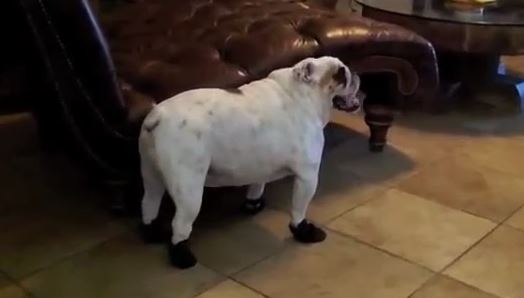 dog-with-shoes