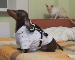 (Video) When a Dachshund Gets Wet After a Bath What He Does Next Will Make Anyone’s Day…