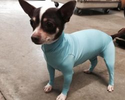 (Video) Owner Gets Frustrated With Dog Shedding In Car. His Solution? Inventing Hilarious Doggy Leotards!