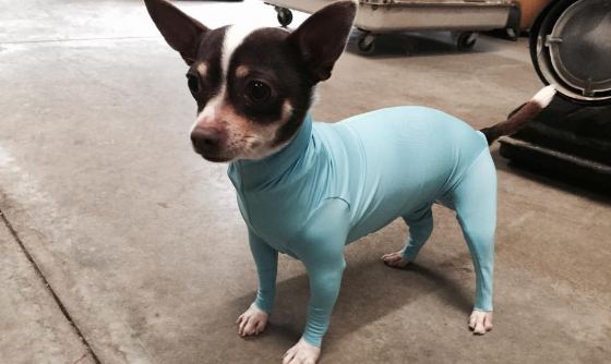 doggy-leotard