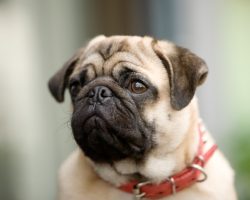 Common Skin Conditions in Pugs Pet Parents Need to be Aware Of