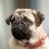 Common Skin Conditions in Pugs Pet Parents Need to be Aware Of