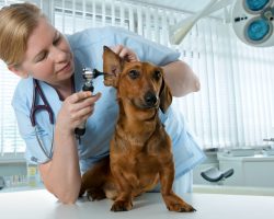 Why Does Veterinarian Care Seem Like it’s Getting So Costly?