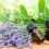 Do Essential Oils Pose a Risk to Our Dogs?