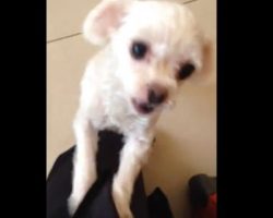(Video) Watch How a Sweet Pup Cries She’s so Happy to See Her Human. Aww!