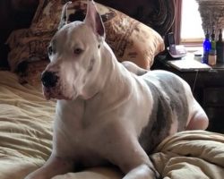 (Video) When Mom Tells Her Deaf Great Dane it’s Time to Get Out of the Bed, This is How He Responds…
