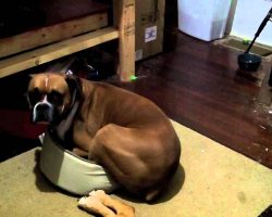 (Video) Yep, Boxers Can be Greedy. But What This Boxer Did Took That One Step Further!
