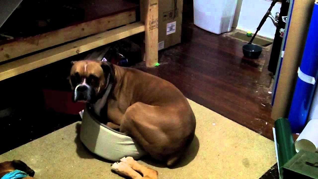 greedy-boxer