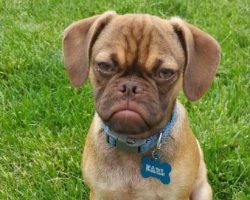 8 Grumpy Puppies That Will Make Anyone’s Day