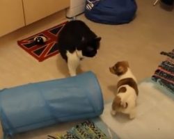 (Video) Cat Meets Puppies for the First Time and How She Responds is Not How I Would Have Expected: