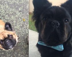 Super-Rare Long-Haired French Bulldogs Are Quickly Becoming Internet Sensations