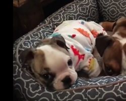 (Video) This Sweet Little One Was so Tiny She Almost Didn’t Survive…