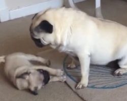 (Video) When an Overzealous Pug Needs Discipline, Watch How the Nanny Pug Calls the Shots!