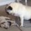 (Video) When a Rowdy Puppy Needs Guidance, Watch How the Nanny Pug Steps In – LOL!