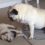 (Video) When an Overzealous Pug Needs Some Discipline, Watch How the Nanny Pug Calls the Shots!