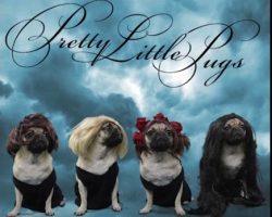 (Video) We Can’t Stop Laughing Over This Hilarious TV Show Compilation of Doug the Pug!