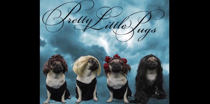 pretty-little-pugs