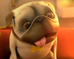(Video) See Why This Short Film About a Pug and a Cleaning Robot Has People Smiling Non-Stop!