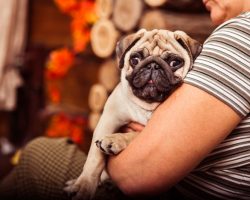 5 Loving Dog Breeds That Love Nothing More Than Being Affectionate