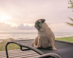 11 Things Dog Owners Must Never Forget. The Last One Brought Us to Tears…