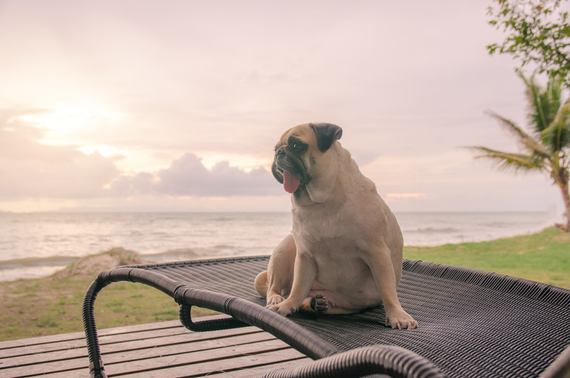 pug-at-sunset