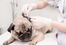 How a Person Can Correctly Clean Their Pug’s Ears