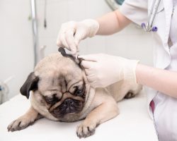 Steps on How to Correctly Clean a Pug’s Ears