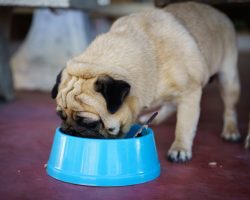 Attention: Bisphenol A in Canned Dog Food Can Have Health Consequences for Dogs and Here’s Why