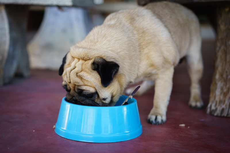 pug-eating-food