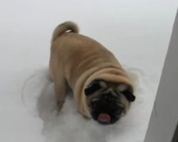 (Video) When a Pug Goes to the Bathroom in the Snow This Happens…