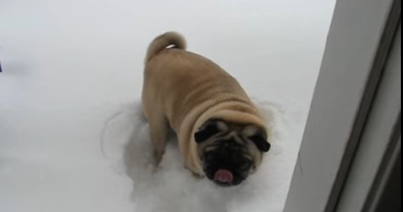 pug-in-snow