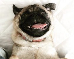 12 Epic Doggy Moments Only Pug Owners Can Relate To
