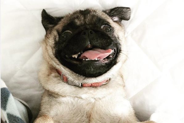pug-in-the-bed-featured