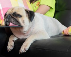 10 Signs a Dog is in Pain and is Unintentionally Hiding it From Their Human