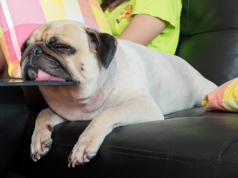 pug-resting-head-on-table