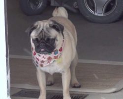 (Video) A Pug is Asked to Join Mom in the Snow. How He Responds? This is Hilarious!