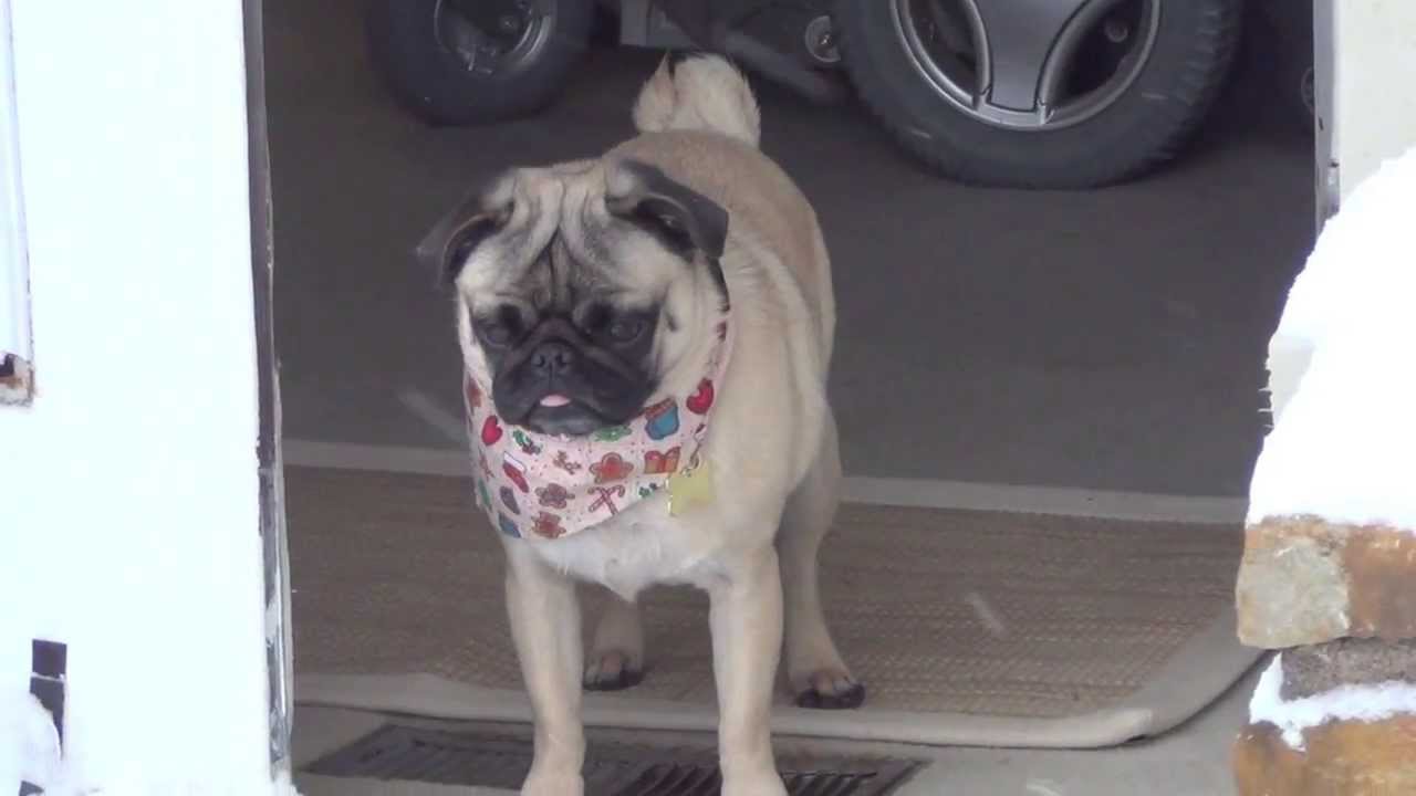 pug-scared-of-the-snow