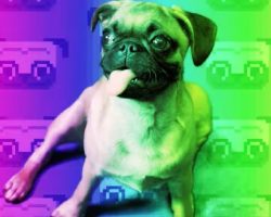 (Video) So, Where Do Pugs Come From? This Pug History Video Is Very Surprising.