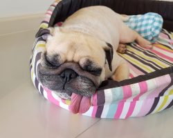 15 Reasons Pugs Are Not the Friendly Dogs Everyone Believes They Are