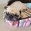 15 Reasons Pugs Are Not the Friendly Dogs Everyone Believes They Are