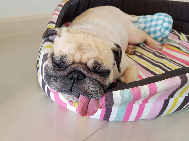 pug-with-long-tongue