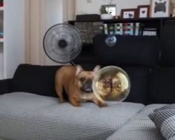 (Video) We Can’t Get Enough of This Adorable Frenchie Who is Having the Time of His Life Chasing… Bubbles!