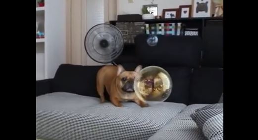 pup-and-bubble