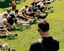 (Video) “Running of the Pugs” is the Most Ridiculously Adorable Thing We’ve Ever Seen!