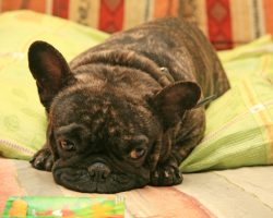 Why E-Cigarettes Can Cause Harm to Our Dogs