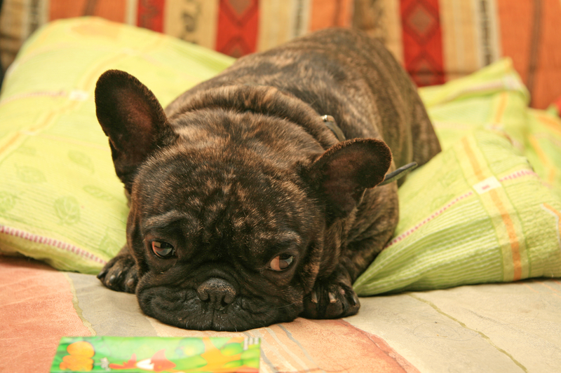 sad-french-bulldog