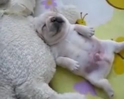 (Video) Adorable Sleeping Frenchie Shows Us What Sweet Dreams Are Made Of