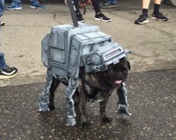 Behold: A Star Wars Pug Parade Might Be The Most Incredible Parade Ever