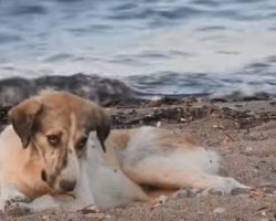 (Video) Woman Approaches a Stray Dog on the Beach – What Happens Next is Incredible
