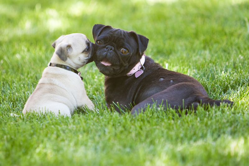 two-pugs-on-the-grass